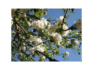 Biohaus Florian - blühende Obstbäume