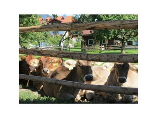 Biohaus Florian - unsere Bio-Rinder