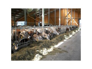 Biohaus Florian - Biorinderstall am Stieglerhof