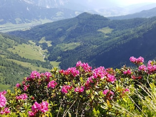 Almrauschblüte