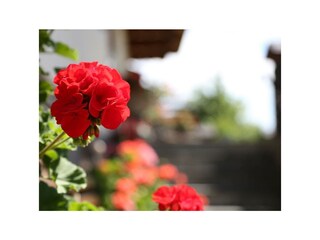 Blumen rund ums Esslgut