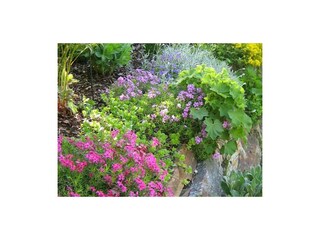 App. Moosbrugger - Gartenblumen