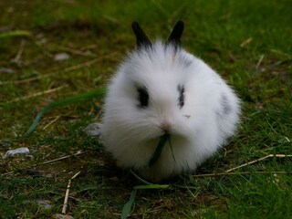 Kaninchen