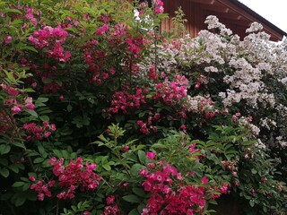 Rosen