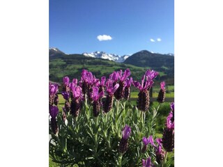 Ennstalblick, Frühling