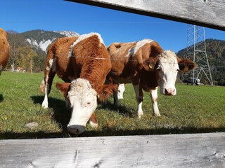 Haus Ennstalblick, Besuch