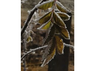 Wunder Natur