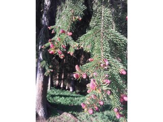 Ennstalblick Baumblüte