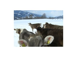 Kainreiterhof_Schladming-Dachstein_Winter-Kuh