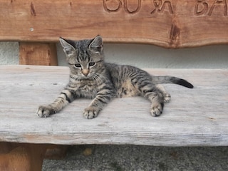 Kainreiterhof - süße Katzenbabys