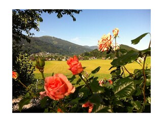 Rosenblüte am Rapplhof