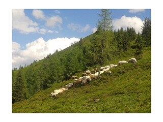 Hauser Kaibling im Sommer