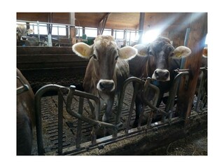 Appartement Stroblhof_Aich_Kühe