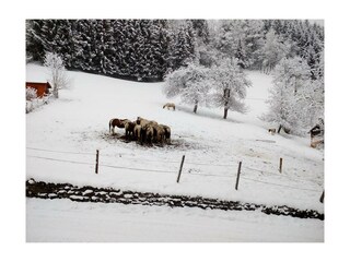 Appartement Stroblhof_Aich_Tiere am Hof