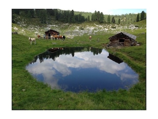 Haus Pircher - Almerlebnis