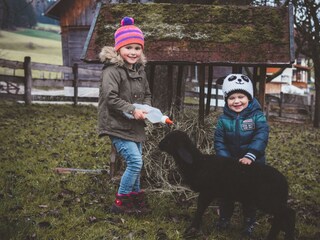 Pichlerhof Schafe füttern