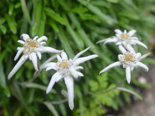 Edelweissblüte