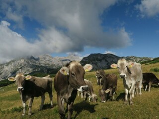 Unser Kalbinnen auf der Alm