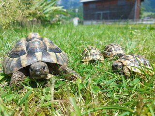 Unsere Schildkröten