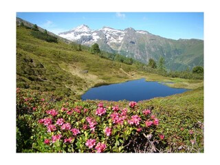 Moosbrugger_Aich_Bergsee mit Almrausch