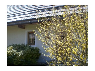 alles blüht im Feriendorf Stodertraum