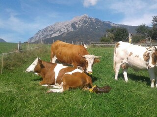 Geburt eines Kalbes auf der Weide