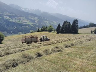 bei der Heuarbeit