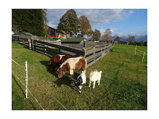 Unsere Ponys Timmy und Charly
