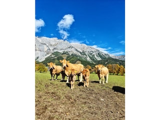 Kühe