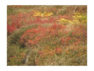 Herbstfärbung