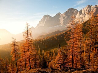 Goldener Herbst am Brandriedel