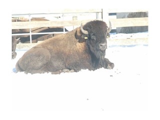 Unsere Bisons