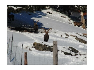 Steinbock Gehege