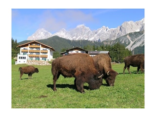 Bisonherde vor dem Aparthotel Sunrise