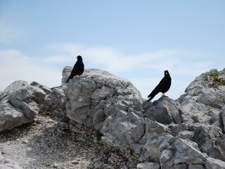 Bergdohlen auf Futtersuche