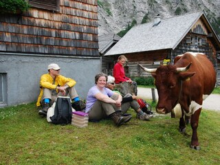 Besuch auf der Alm