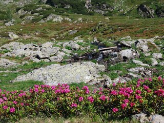 Alpenrose