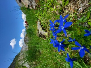 Alpenenzian