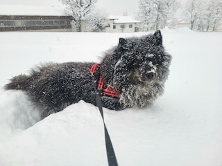 Baghi im Winter