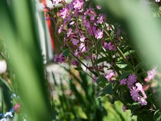Lichtnelken im Garten