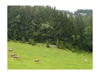 Die Kühe am Kalcherhof
