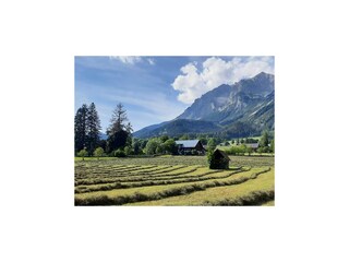 feld