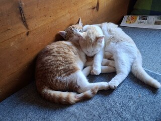 Schnurli und Flocki 2025