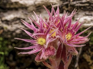 20_BERGYOGA_Obertauern_JoergMitter_6799