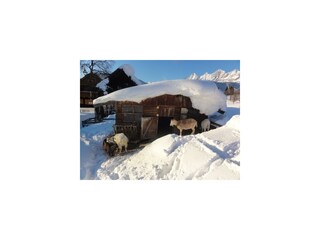 Der Ziegenstall im Winter