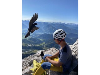 Dohle am Dachsteingipfel