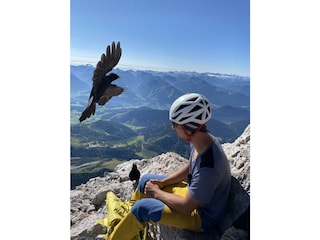 Dohle am Dachsteingipfel