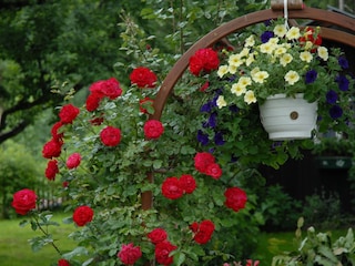 Aus unserem Garten