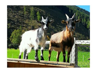 Ziegen am Sattlehnerhof