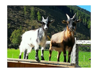 Ziegen am Sattlehnerhof